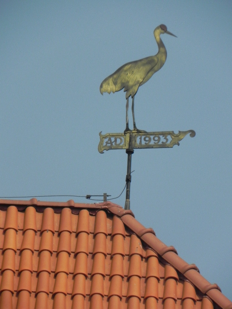 bird.