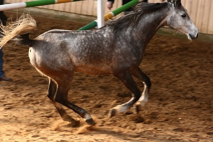 faisal 