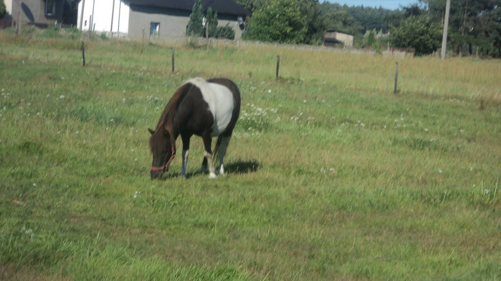 kucyk