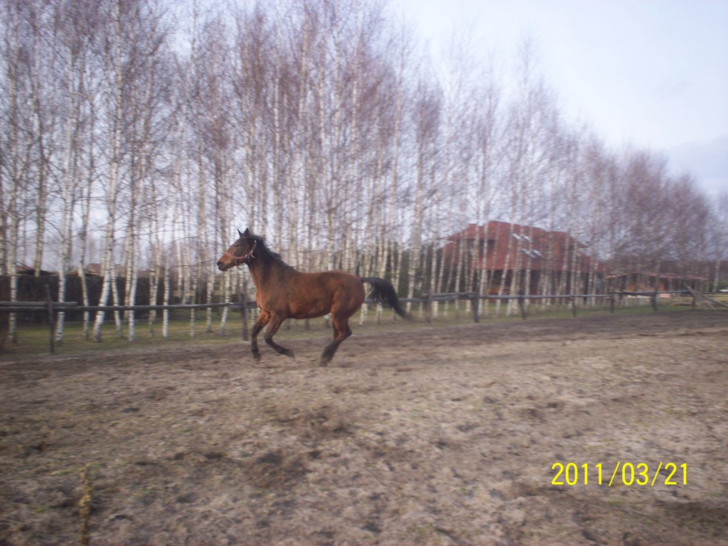 Szalona Agra ...