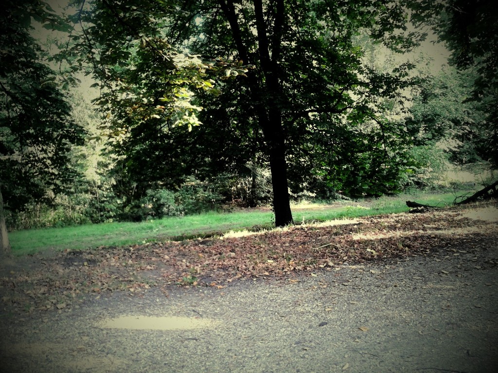 w parku.