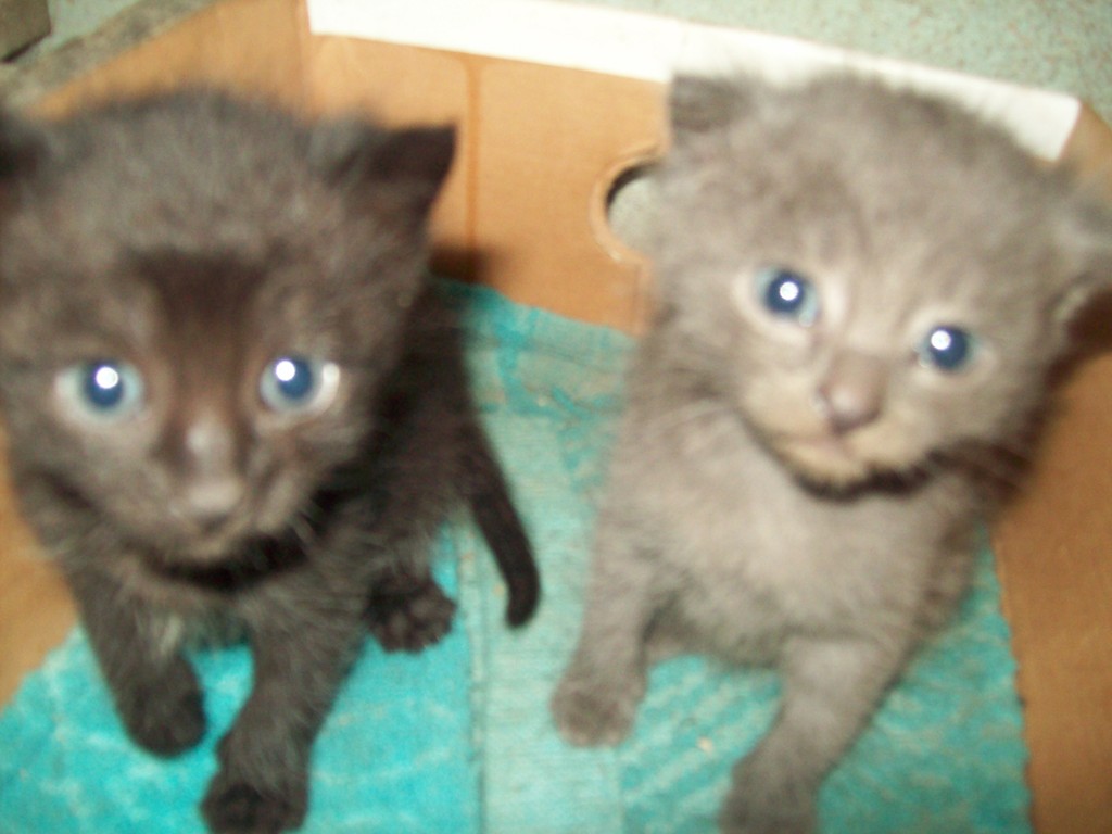 miauuuu,miau......