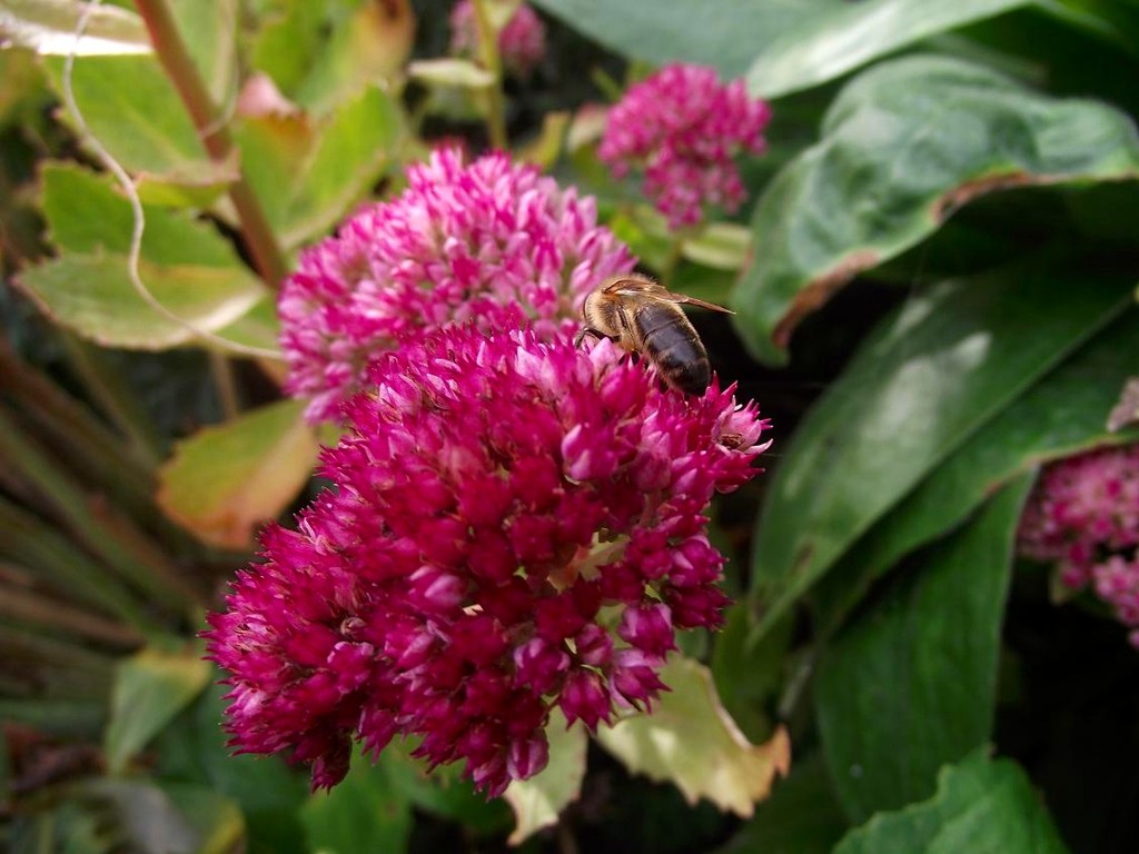 Pink flower.