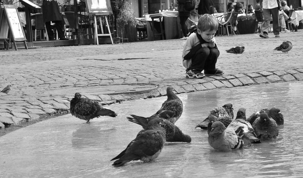 birds