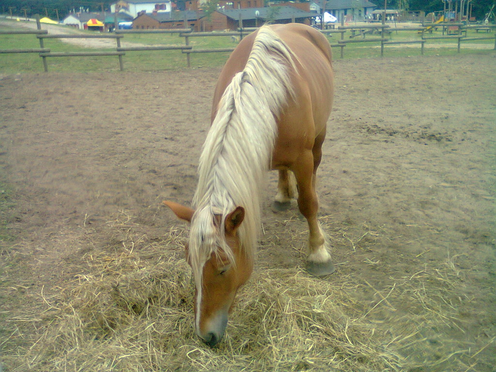 niadanie