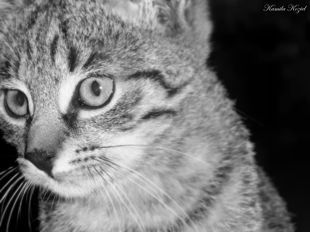 kicia ;*