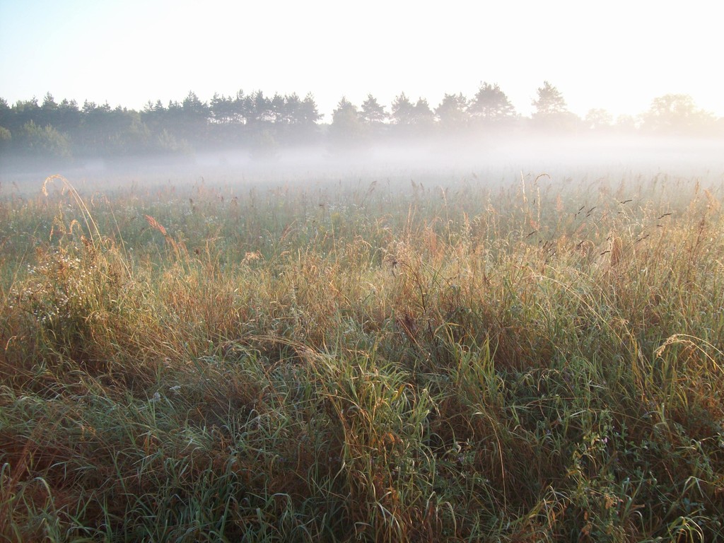 Fields Of Gold