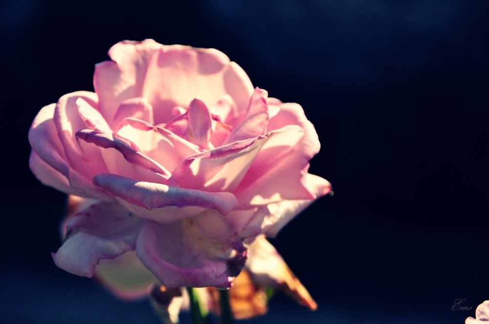 carpe diem.