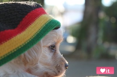 Reggae < 3