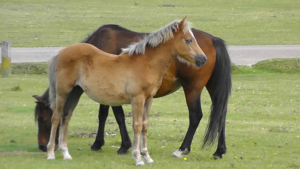 New Forest- plener 15/09/11