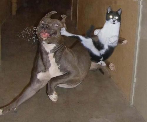 NINJA