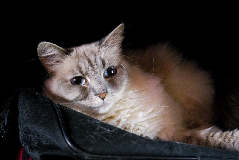 Joko
