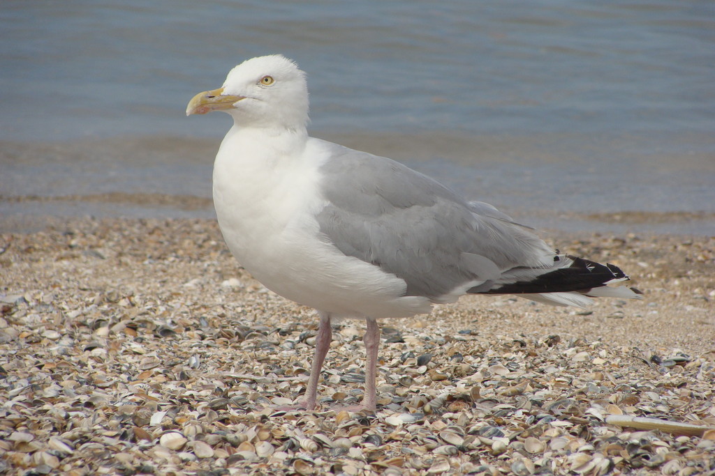 Zandvoort