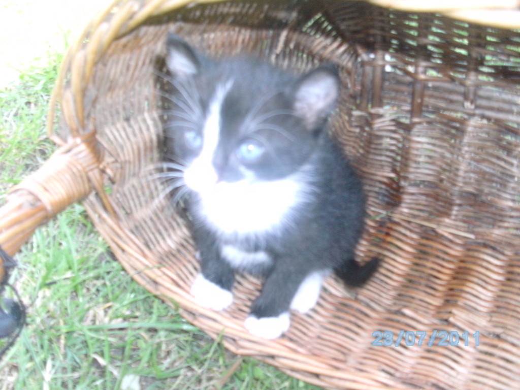 Albercik ;*