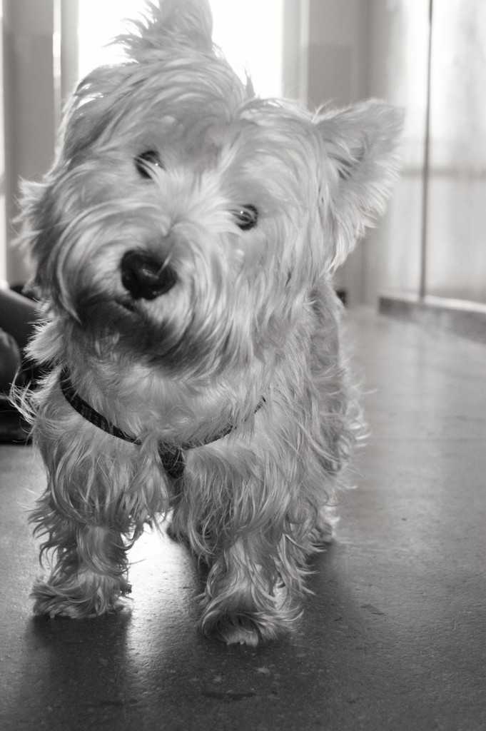 Titu :]