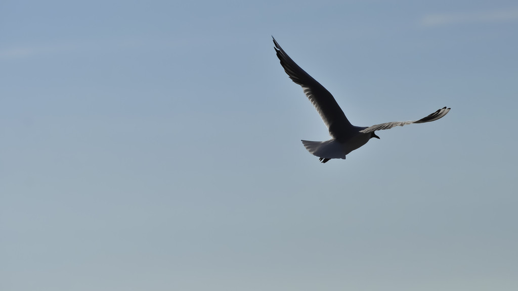 I want to fly away