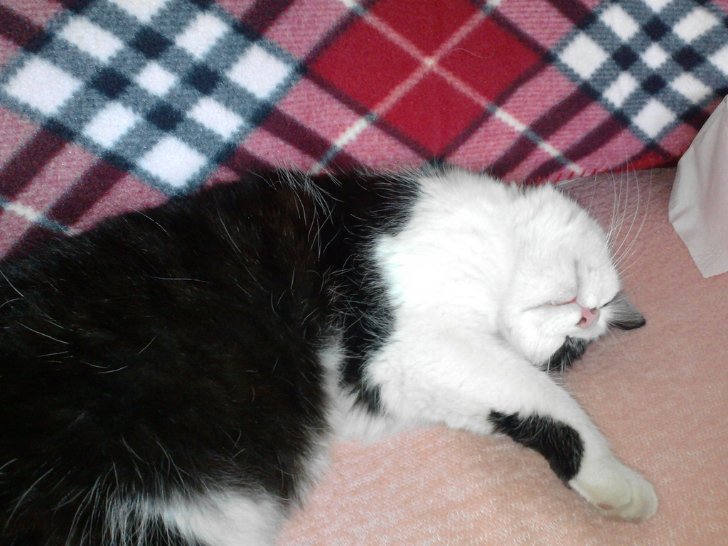 Majne neko :3