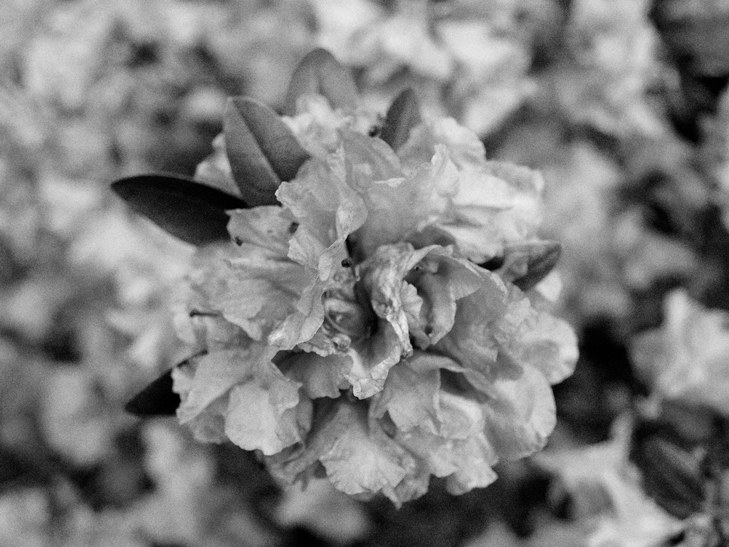 senses
