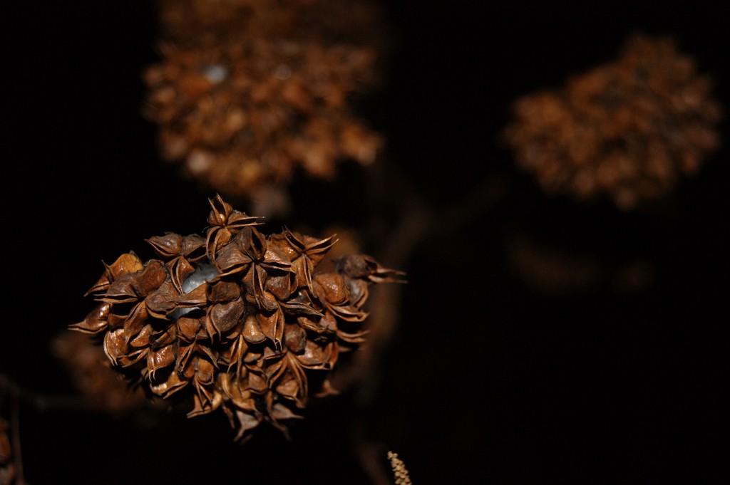 makro noca :)
