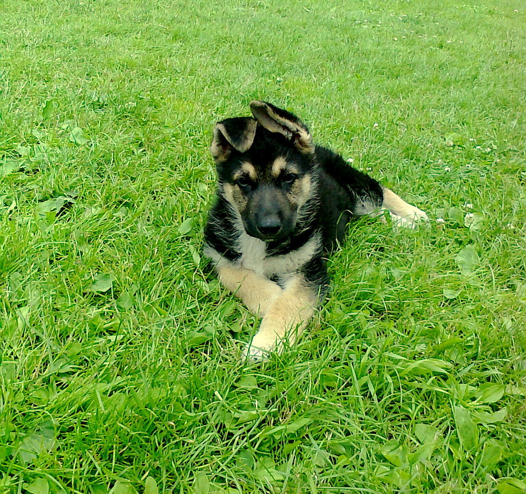 Luckey 2