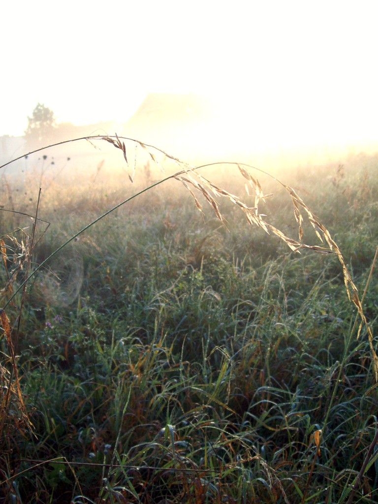 mornin glory.