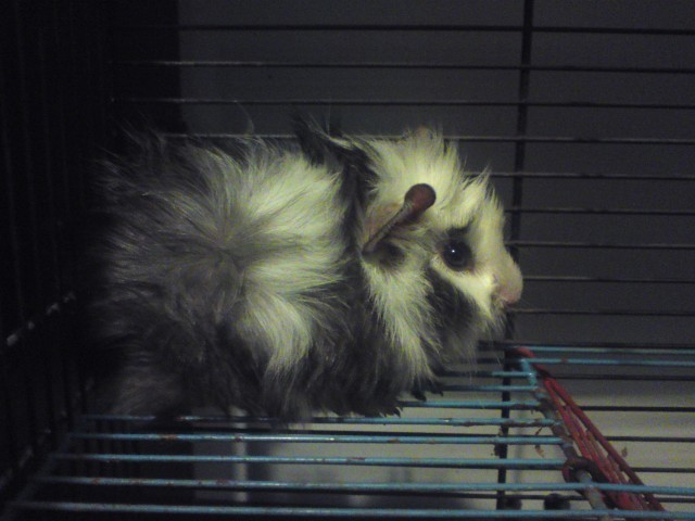 Bruno ; )