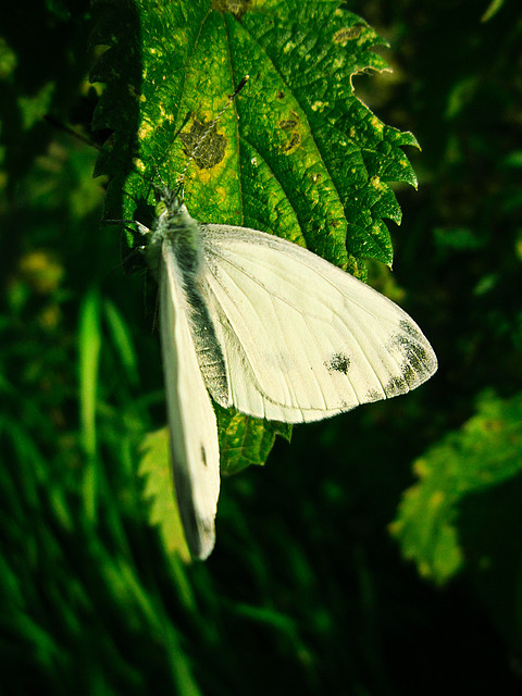 Pieris brassicae