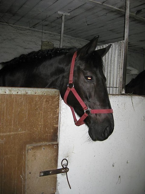 Kiniucha :*