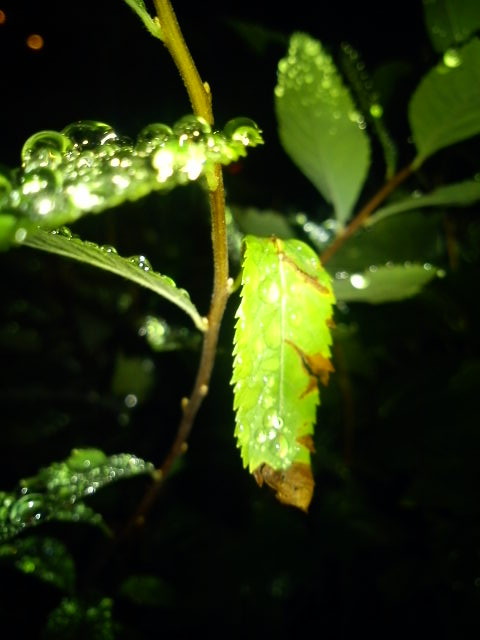 KRROPPLEE