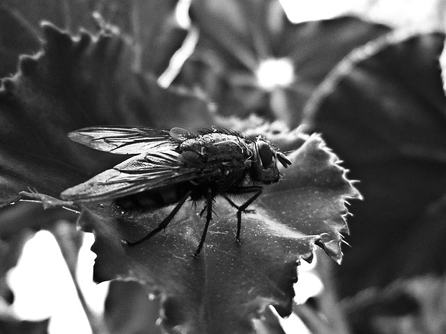 Musca domestica