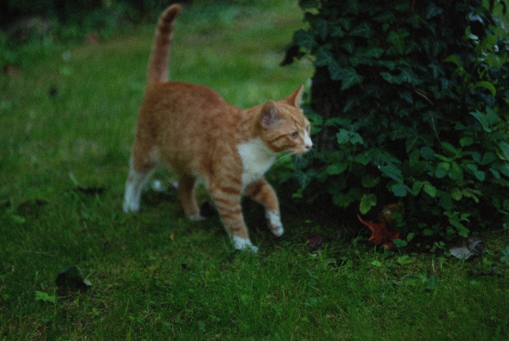 Tofik