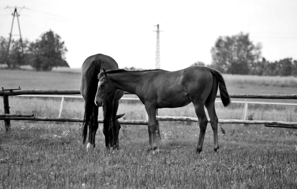 Band of Horses
