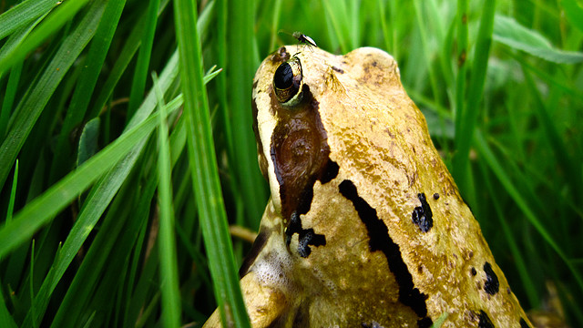 Rana temporaria