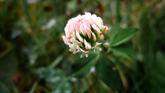 Trifolium medium