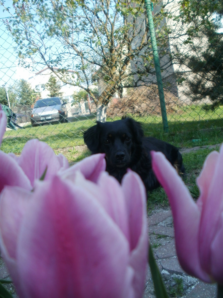 Tulipanyy .