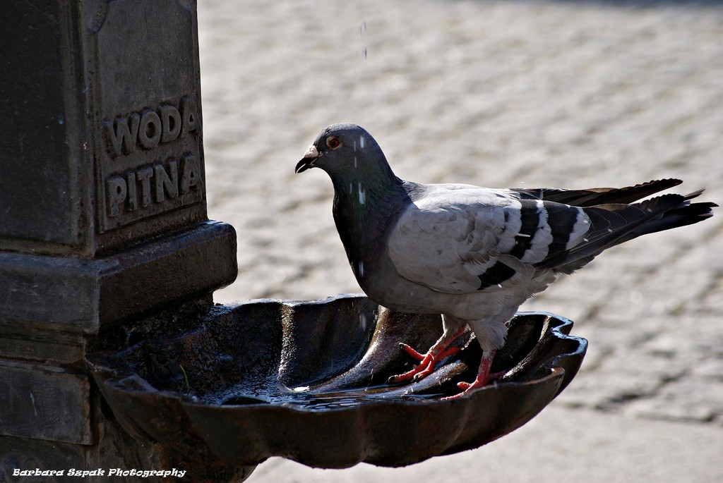The dove