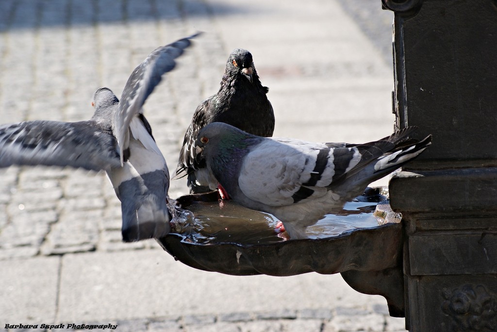 The pigeons