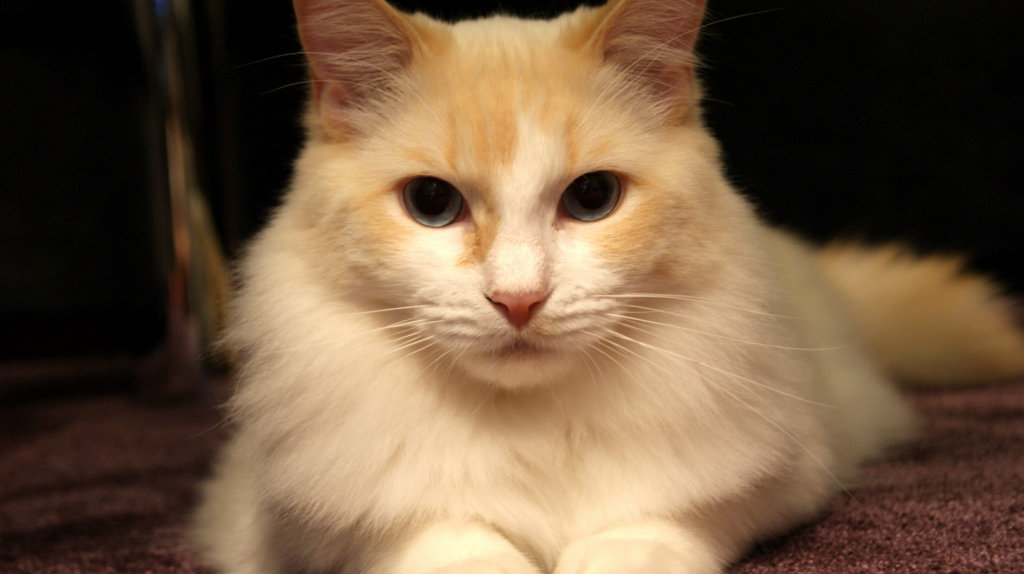 Teodor. 