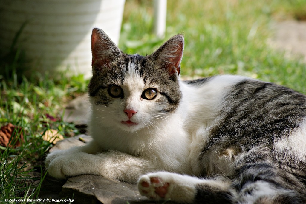 The cat