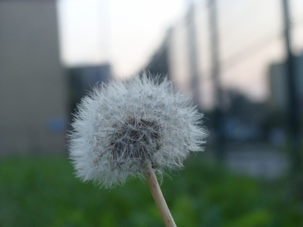 Dmuchawiec:)