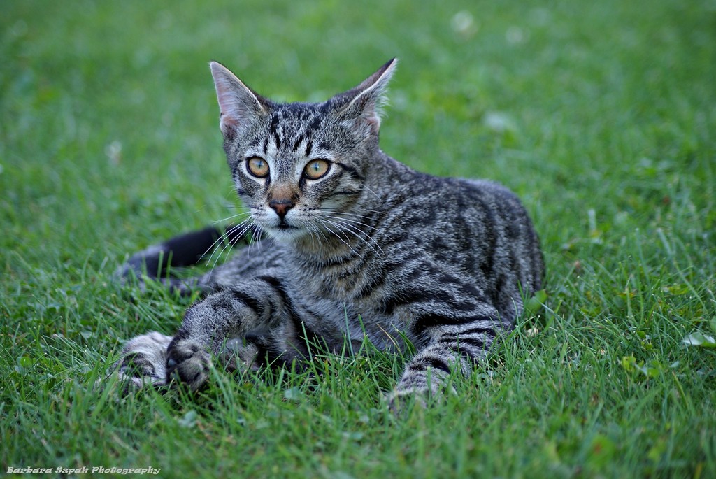 The cat