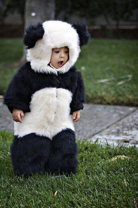panda
