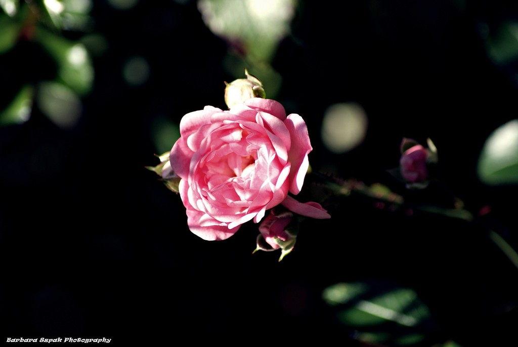 The flower