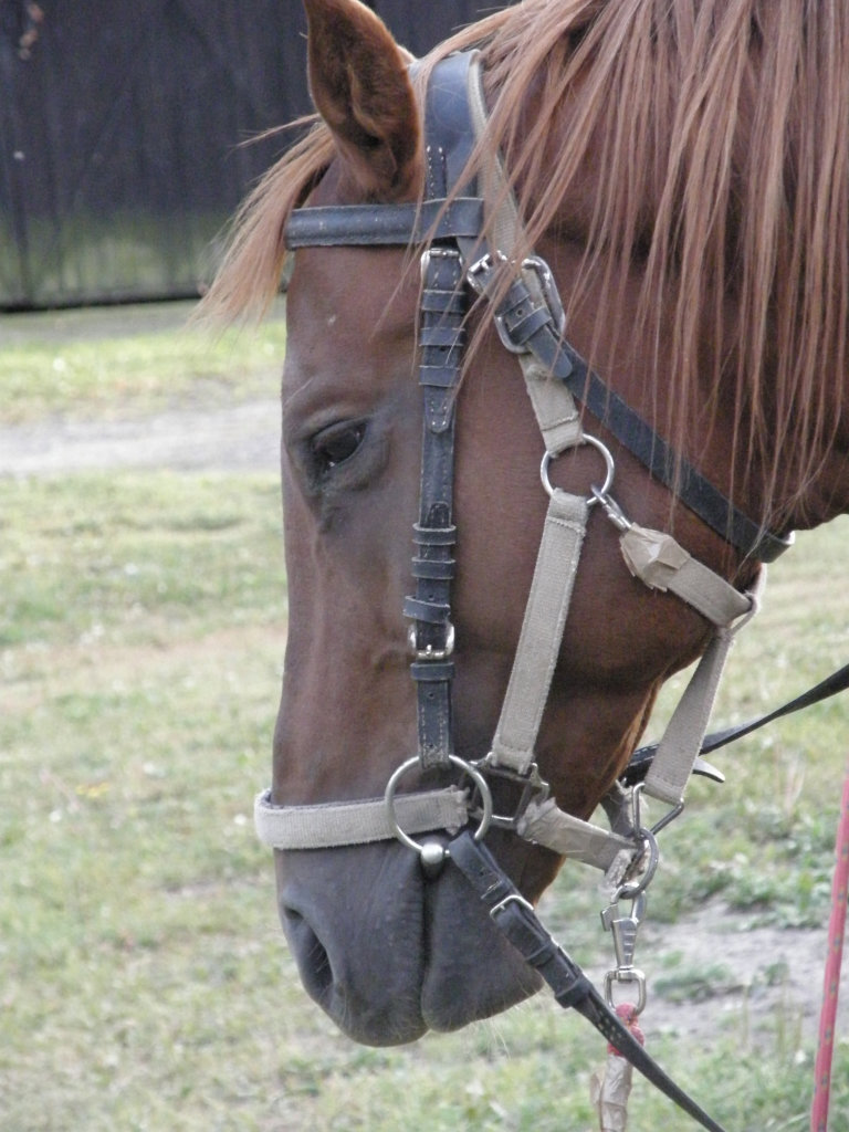 ruskie 