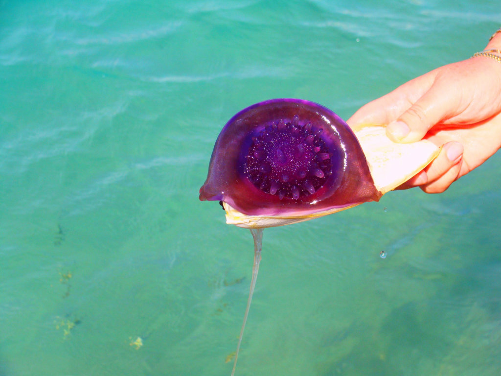 Meduza.