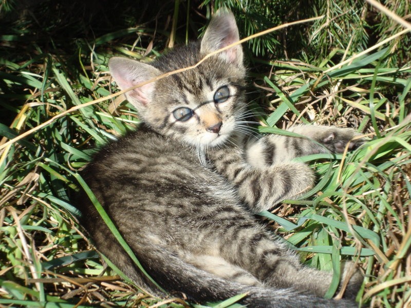 cat
