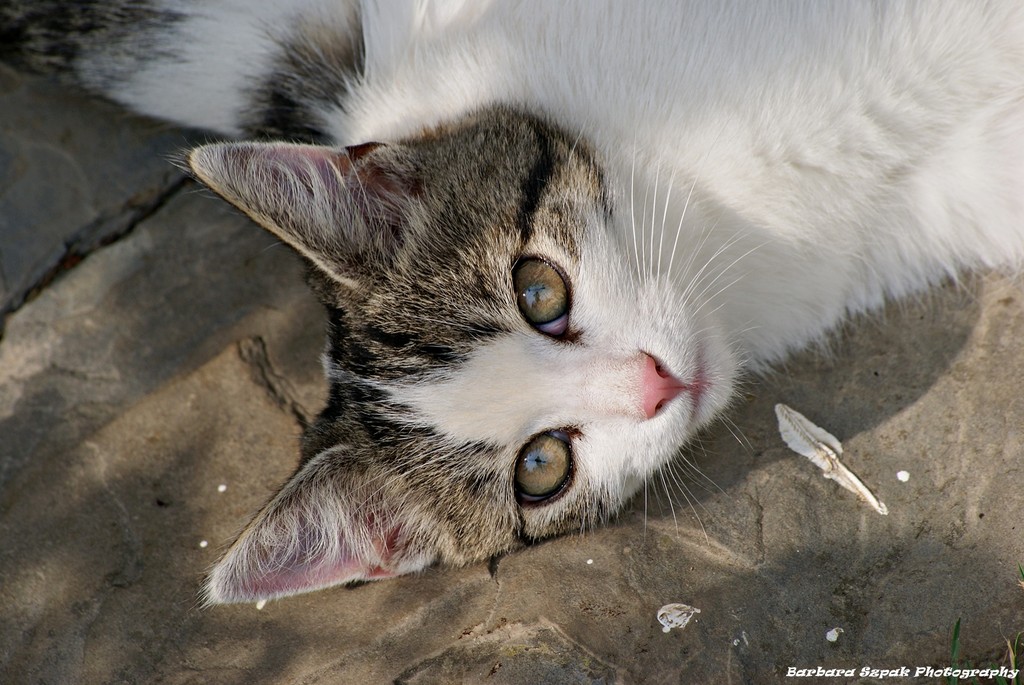 The cat