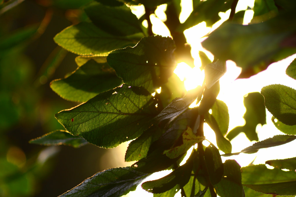 green leaves:)