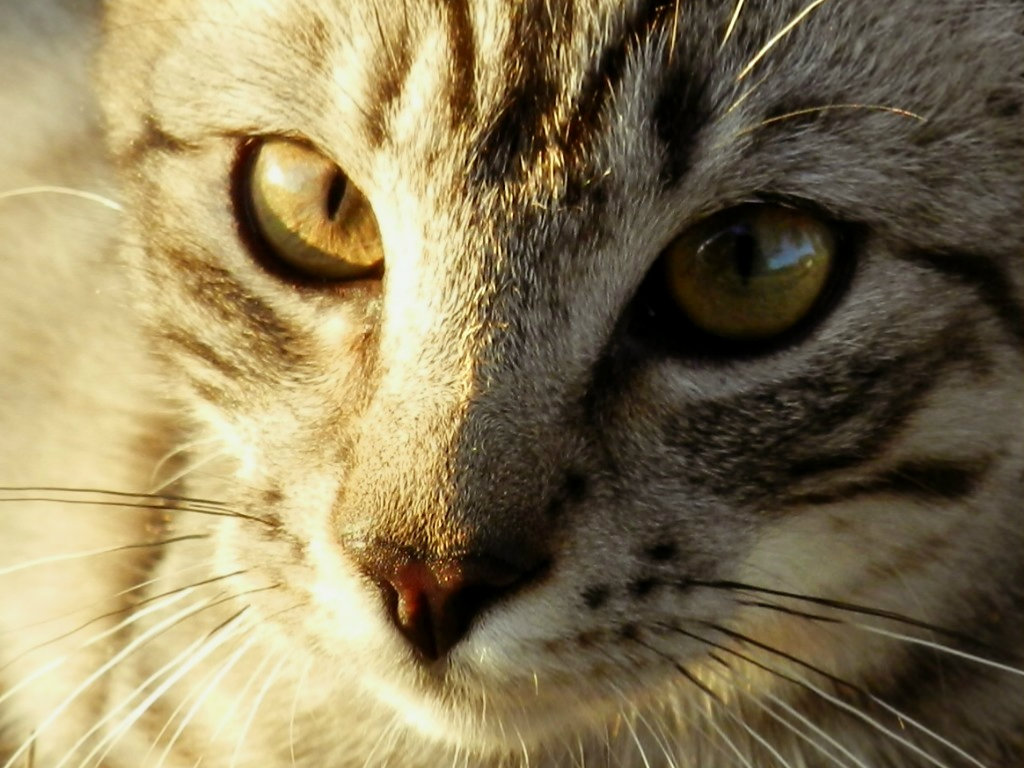Felis silvestris catus