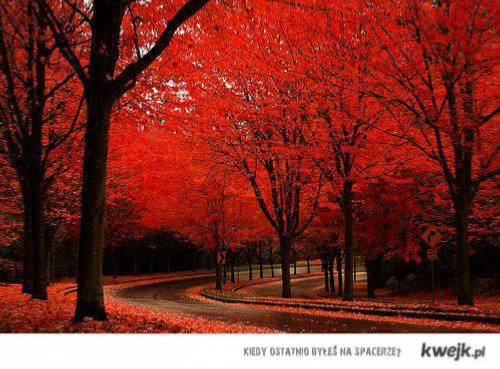 AUTUMN DAMN